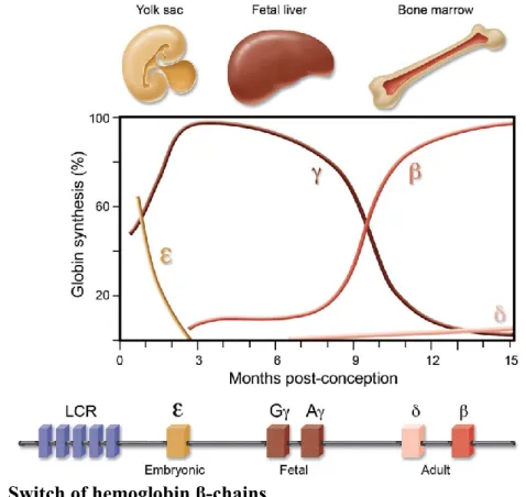 Figure 2.  Switch of hemoglobin β-chains 