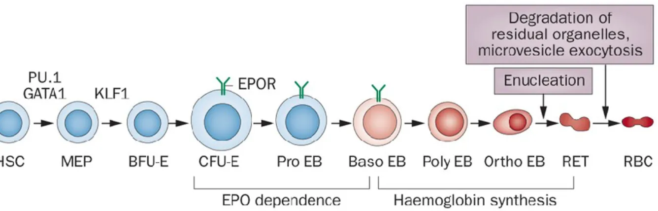 Figure 3.  Stages of erythroid differentiation.  