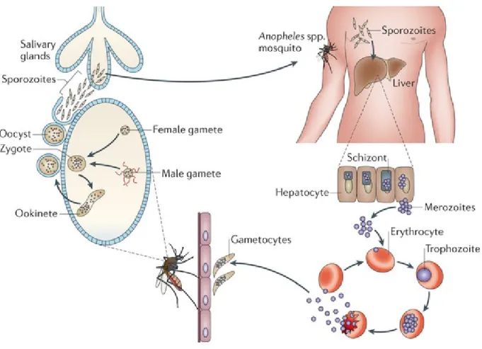 Figure 4.  Life cycle of malaria parasites.  