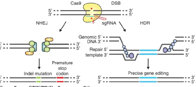 Figure 9.  CRISPR/Cas9 genome editing 
