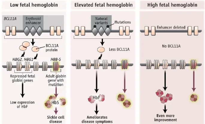 Figure 10.  Modulation of BCL11A by genetic variants in an erythroid enhancer 