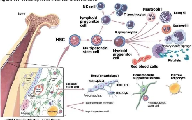 Figure 1.4. Hematopoietic stem cell differentiation. 