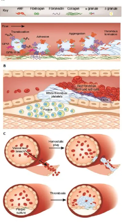 Figure 1.6. Platelets mediating hemostasis and thrombosis. 