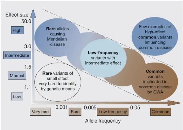 Figure 1.7. The generally accepted model of disease susceptibility and variant allele frequency 
