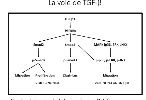 Figure 7.  Représentation simple de la signalisation TGF-β 