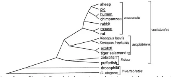 Figure 8.  Figure 1: Rooted phylogenetic tree depicting evolutionary relationships  between various organisms