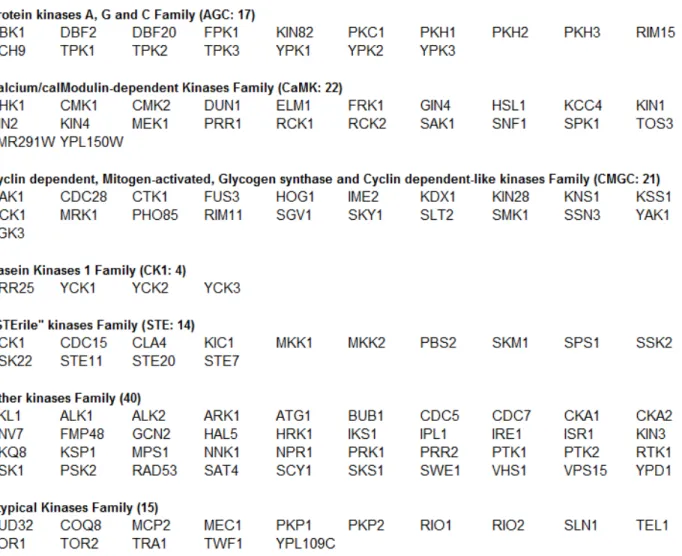 Table 1.I. Families of protein kinases and their corresponding members. 