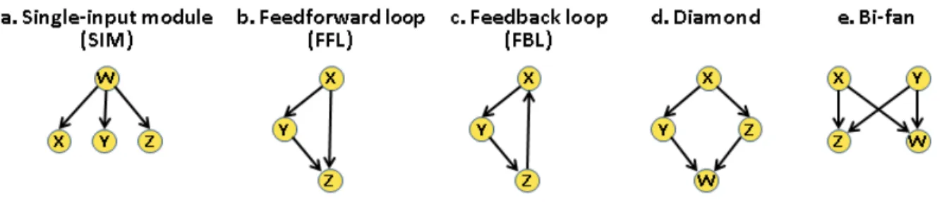 Figure 1.3. Different types of network logic motifs.  