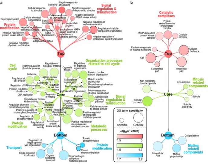 Figure 2.2. Depleted and enriched biological processes and cellular components in each of the KP-Net 