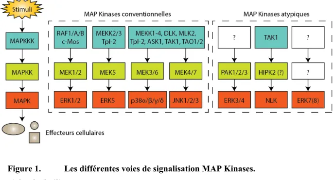 Figure 1.  Les différentes voies de signalisation MAP Kinases. 
