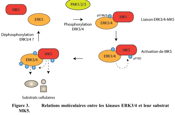 Figure 3.  Relations moléculaires entre les kinases ERK3/4 et leur substrat  MK5.  