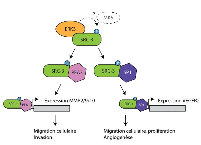 Figure 5.  Les rôles pro-oncogéniques de la signalisation ERK3-SRC3. 