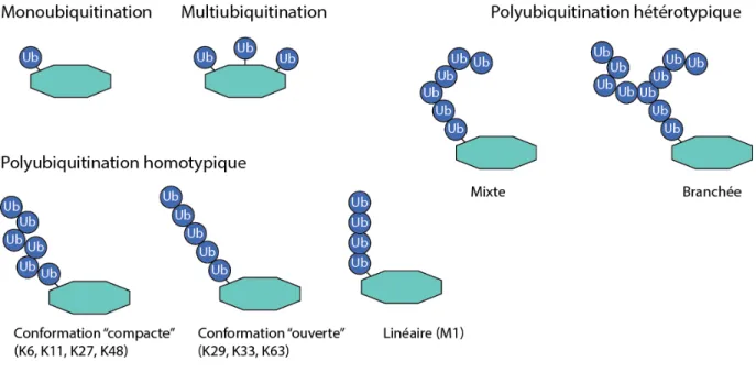 Figure 9.  Différents types d’ubiquitination 