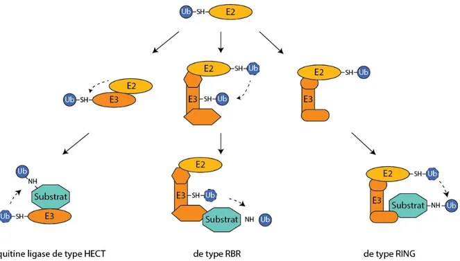 Figure 11.  Le fonctionnement des différents types de ligases de l’ubiquitine. 