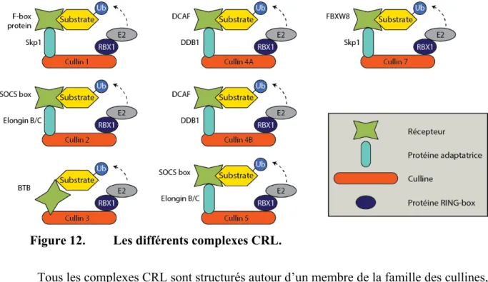 Figure 12.  Les différents complexes CRL. 