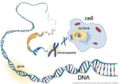 Figure 1.1: Au cœur de chaque noyau de cellule eucaryote se trouve de l’ADN. La double  hélice de l’ADN contient l’information génétique sous forme d’une séquence de nucléotides