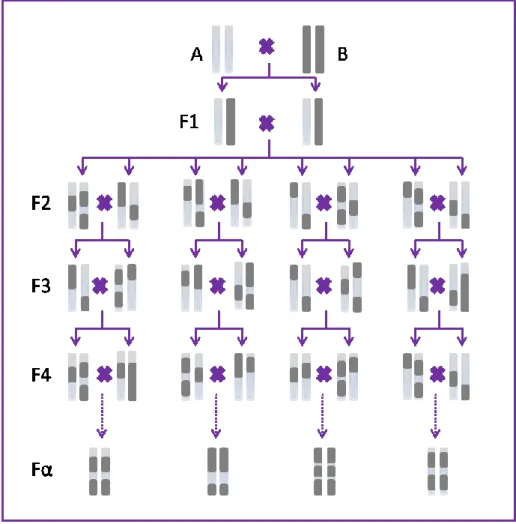 Figure  1.4:  Représentation  schématique  de  la  génération  de  souches  recombinantes  consanguines
