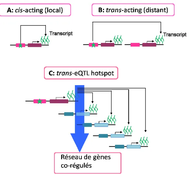 Figure  1.6 :  Représentation  schématique  de  ‘cis-eQTL’,  ‘trans-eQTL’,  et  ‘trans-eQTL  hotspot’