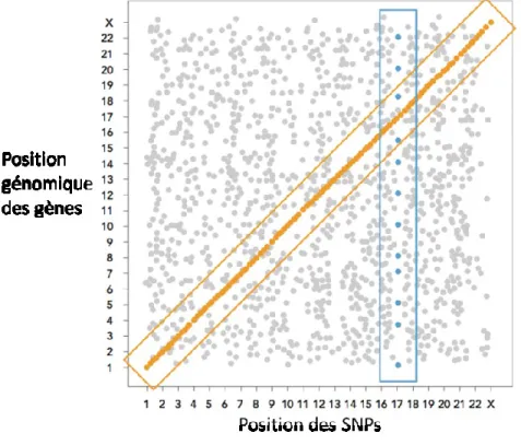 Figure 1.7 : Représentation graphique de l’analyse des eQTLs. L'axe des x représente la  position  génomique  des  SNPs,  et  l'axe  des  y  montre  la  position  génomique  des  gènes  dont  l'expression a été mesurée