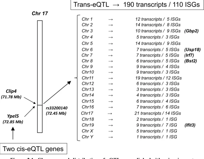 Figure  2.1:  Chromosomal  distribution  of  eQTL  genes  linked  either  in  cis-  or  trans-  to  rs33200140 on chr17
