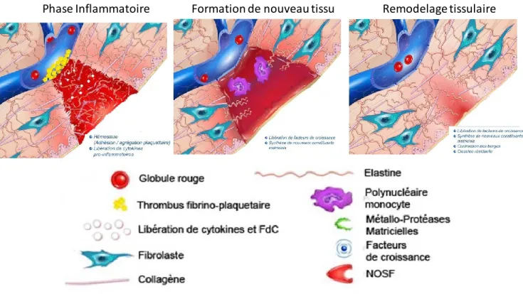 Figure 2 : Les étapes de la guérison tissulaire. Modifié de http://www.urgo.co.uk/