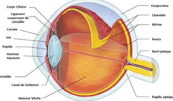 Figure 4 : La structure de l’œil. Tiré de (210) 