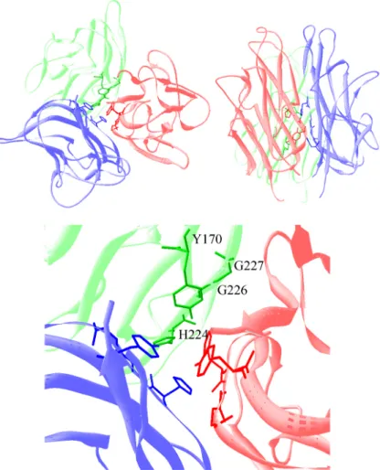Figure 2: The-three dimensional structure of soluble CD154 structure. 