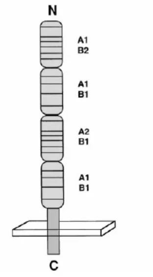 Figure 4. Structure of CD40 protein.  