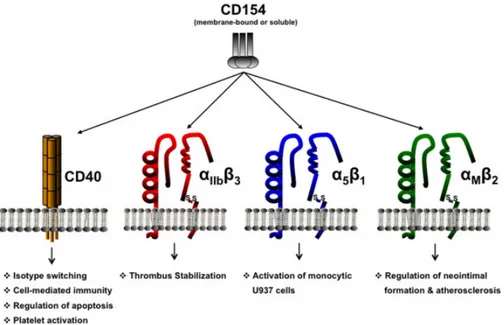 Figure 5 : CD154 and its receptors.  