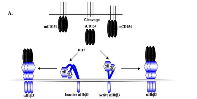 Figure 6: The interaction of CD154 with the αIIbβ3. 