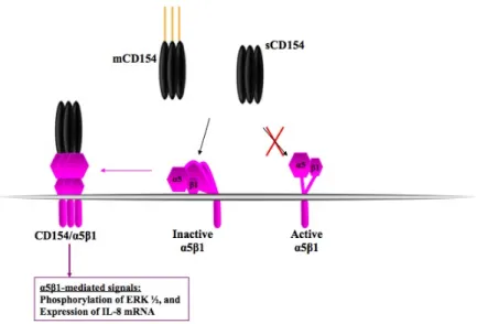 Figure 7: Interaction of CD154 with α5β1. 