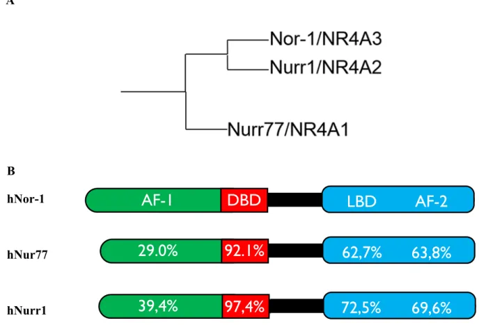 Figure 2 : Analyse phylogénique et d’homologie des récepteurs hNor-1, hNur77 et hNurr1  A