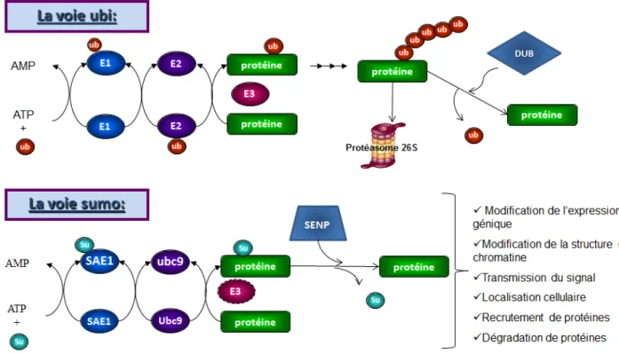 Figure 5 : Mécanisme de la SUMOylation et de l’ubiquitination 