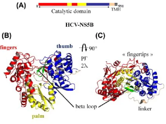 Figure 1.5 : Structure de la polymérase NS5B du VHC (adaptée de (Caillet-Saguy, Lim et  al