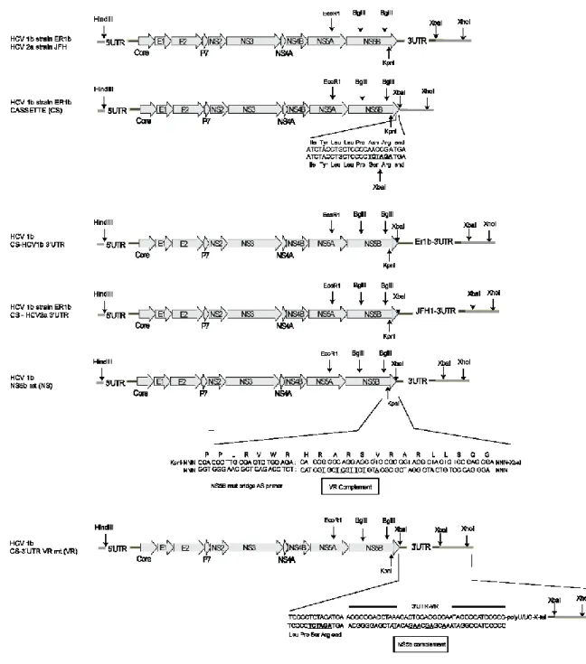 Figure 3.1 : Schéma des constructions VHC telles que décrites dans le texte.  