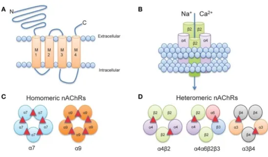 Figure 3.  The Structure of different nicotinic Acetylcholine receptors  