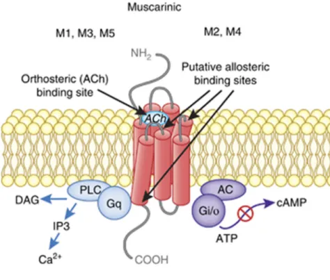 Figure 4.   Structures of different muscarinic Acetylcholine receptors  