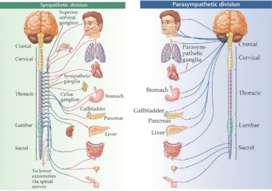 Figure 5.     Structural anatomy of the Autonomic Nervous System  