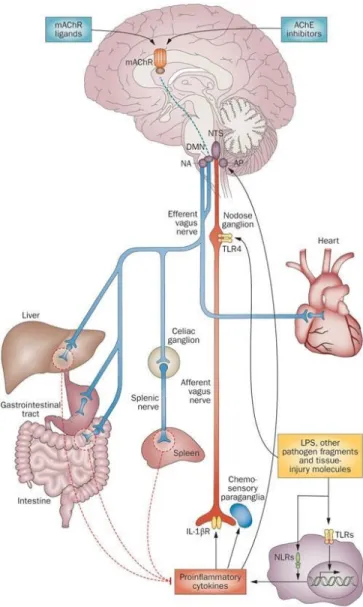 Figure 7.   Anatomy of the Inflammatory Reflex or Cholinergic Anti-Inflammatory  Pathway (CAP) 