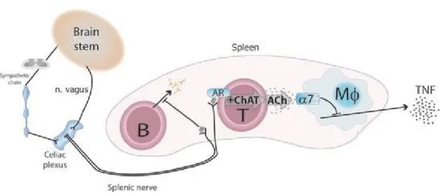 Figure 8.   A model of functioning of the Cholinergic Anti-Inflammatory Pathway  