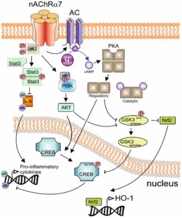 Figure 10.   Signaling cascades activated by ligand-induced activation of α7nAChR 