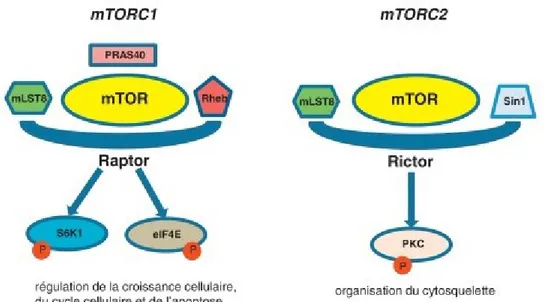 Figure 4. La protéine mTOR entre dans la composition de deux types de complexes  actifs, mTORC1 et mTORC2 