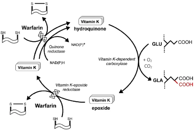 Figure 6. Gamma-carboxylation des protéines dépendantes de la vitamine K et cycle de  la vitamine K (adapté de [79])