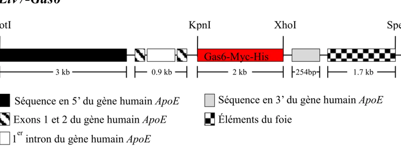 Figure 7. Représentation schématique du vecteur pLiv7 contenant l’ADNc Gas6-Myc- Gas6-Myc-His utilisé pour générer la souris transgénique surexprimant Gas6 dans le foie