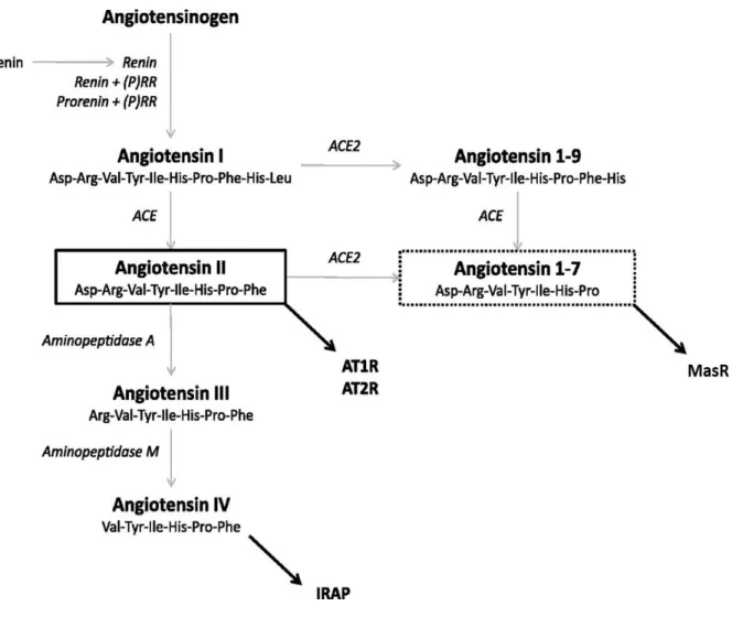 Figure 4: Components of the renin-angiotensin system (RAS)  