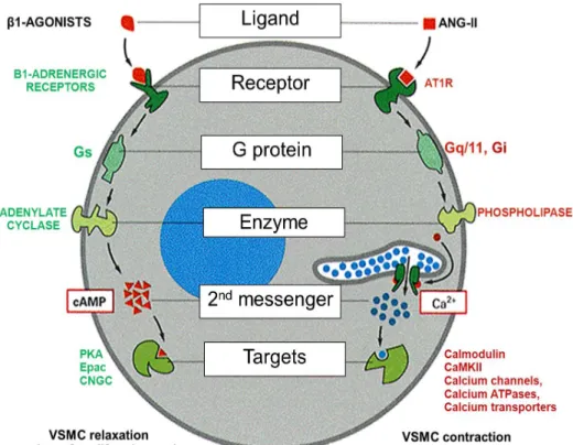 Figure 6: Schematic illustration of differential induction of G protein-mediated responses  in VSMC 