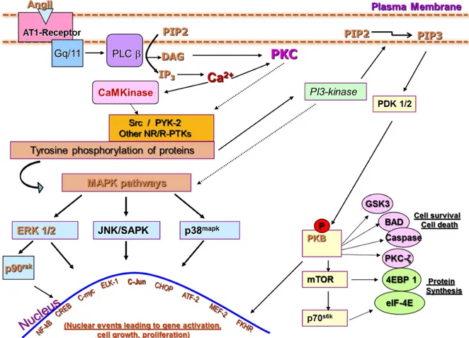 Figure 9: Ang-II-induced signalling 