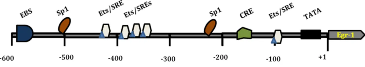 Figure 10: Structure of Egr-1 promoter present on target genes  