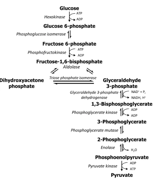Figure 1-1. Glycolysis pathway. 
