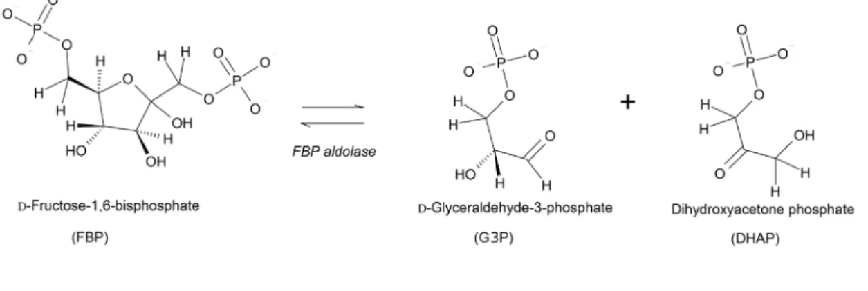 Figure 1-2. FBP aldolase reaction. 